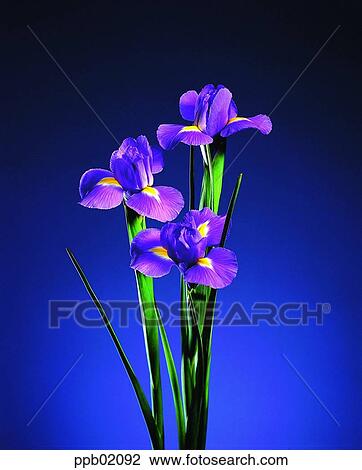 Stock Image - iris, flower, plant. Fotosearch