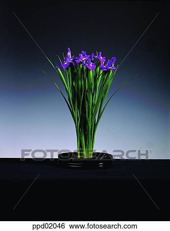 Iris, vase, flower, plant, Nature View Large Photo Image Stock Photograph - Iris, vase, flower, plant, Nature. Fotosearch