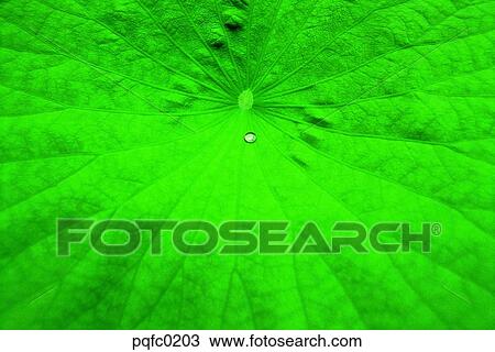 Stock Image - leaf, dew, plant, background, Nature. Fotosearch