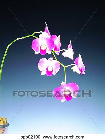 Stock Image - orchid, flower, plant, Nature. Fotosearch