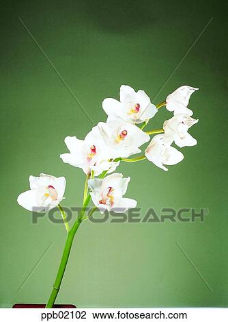 orchid, flower, plant, Nature View Large Photo Image Stock Image - orchid, flower, plant, Nature. Fotosearch