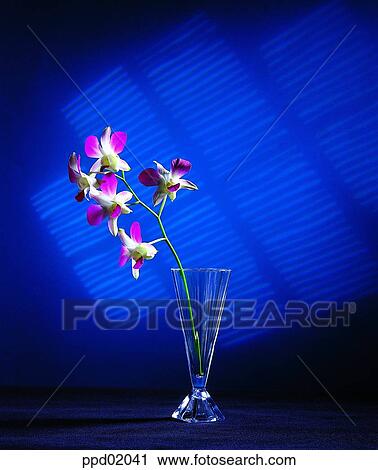 Stock Image - orchid, vase, flower, plant, Nature. Fotosearch
