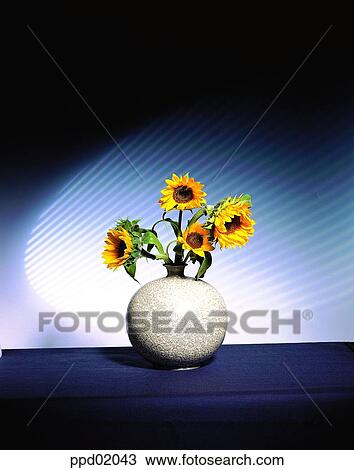 sunflower, vase, flower, plant, Nature View Large Photo Image Stock Image - sunflower, vase, flower, plant, Nature. Fotosearch