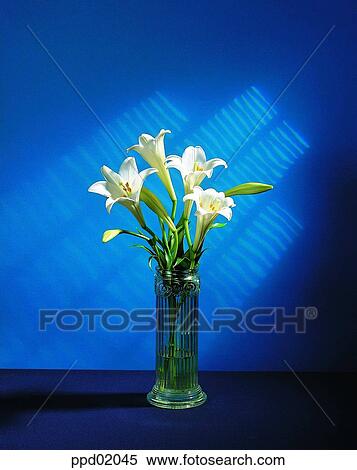 vase, lily, flower, plant, Nature View Large Photo Image Stock Photography - vase, lily, flower, plant, Nature. Fotosearch
