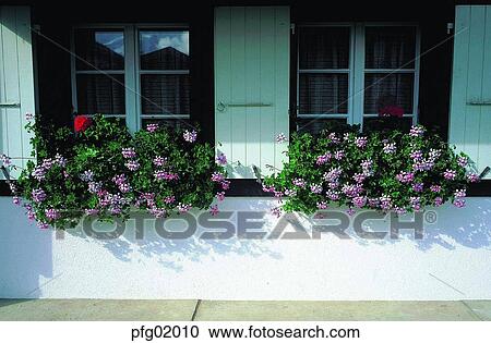 Stock Image - window, flower, flowerdecoration, pot, house, decoration, decoration. Fotosearch
