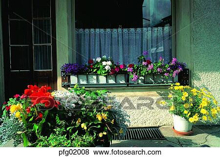 Stock Photo - window, flower, flowerdecoration, pot, house, decoration, decoration. Fotosearch