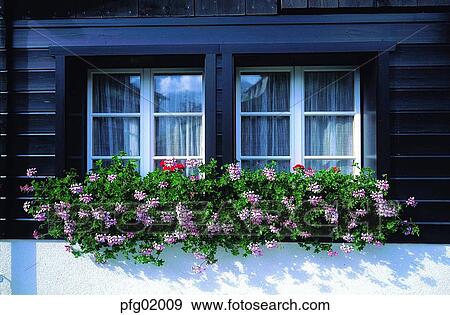 window, flower, flowerdecoration, pot, house, decoration, decoration View Large Photo Image Stock Photo - window, flower, flowerdecoration, pot, house, decoration, decoration. Fotosearch
