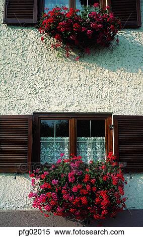 Stock Photography - window, flower, flowerdecoration, pot, house, decoration, decoration. Fotosearch