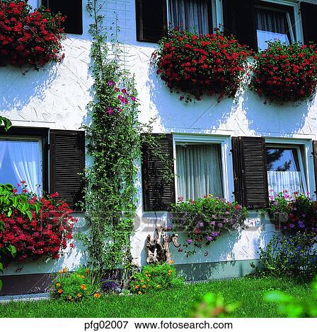 window, flower, flowerdecoration, decoration, decoration, house, house View Large Photo Image Stock Photo - window, flower, flowerdecoration, decoration, decoration, house, house. Fotosearch
