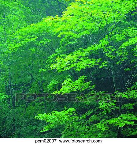 木 森林 山 植物 自然 風景 夏 写真館 イメージ館 Pcm007 Fotosearch