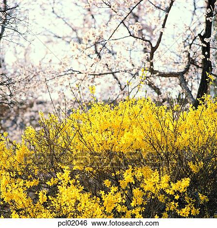 連翹 櫻桃花 花 樹 植物 春天 季節相片 Pcl046 Fotosearch