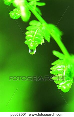 Stock Image - bud, grass, dew, dew, water, plant, autumn. Fotosearch