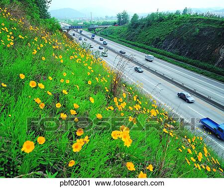 car, flower, wild flower, plant, road, street, highway View Large Photo Image Stock Image - car, flower, wild flower, plant, road, street, highway. Fotosearch