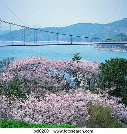 cherry blossom, flower, tree, plant, river, bridge, mountain View Large Photo Image Stock Image - cherry blossom, flower, tree, plant, river, bridge, mountain. Fotosearch