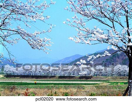 cherry blossom, flower, tree, plant, field, spring, landscape View Large Photo Image Stock Image - cherry blossom, flower, tree, plant, field, spring, landscape. Fotosearch