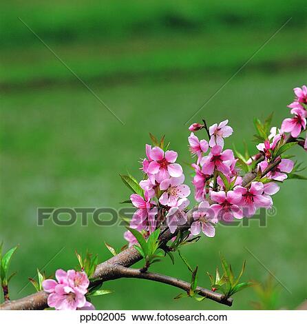 cherry blossom, flowerleaf, leaf, tree, plant, flower, landscape View Large Photo Image Stock Photography - cherry blossom, flowerleaf, leaf, tree, plant, flower, landscape. Fotosearch