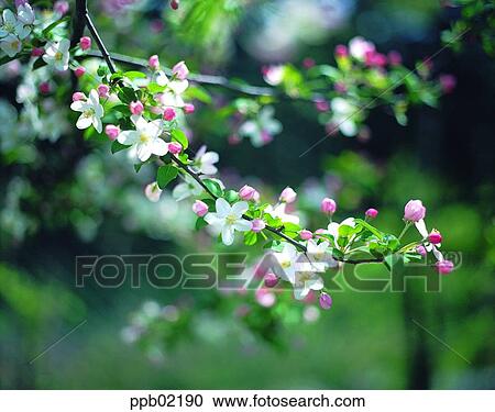 cherry blossom, tree, plant, flower, landscape, nature, noon View Large Photo Image Stock Image - cherry blossom, tree, plant, flower, landscape, nature, noon. Fotosearch