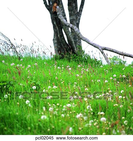 Stock Photography - dandelion, wild flower, flower, plant, tree, grass, spring. Fotosearch