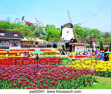 Everland, tulip, tulipfestival, flower, spring, festival, wildmill View Large Photo Image Stock Image - Everland, tulip, tulipfestival, flower, spring, festival, wildmill. Fotosearch