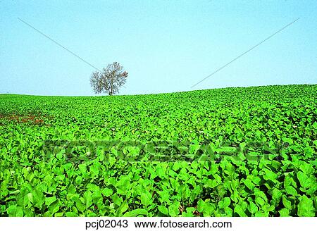 field, farm, grass, field, sky, tree, plant View Large Photo Image Stock Image - field, farm, grass, field, sky, tree, plant. Fotosearch
