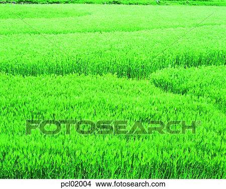 Picture - field, farming, Spring, spring, farming, landscape, nature. Fotosearch