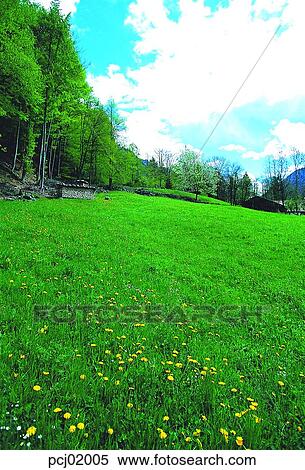 field, flower, wild flower, lawn, tree, plant, sky View Large Photo Image Stock Photography - field, flower, wild flower, lawn, tree, plant, sky. Fotosearch