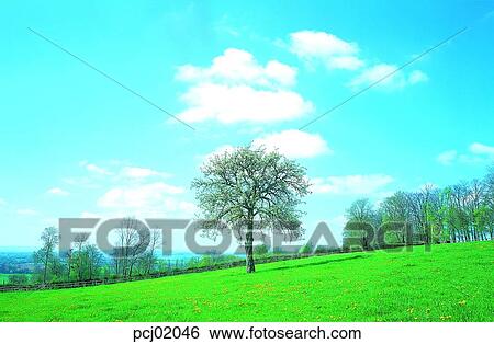 field, grass, farm, sky, tree, cloud, plant View Large Photo Image Stock Photograph - field, grass, farm, sky, tree, cloud, plant. Fotosearch