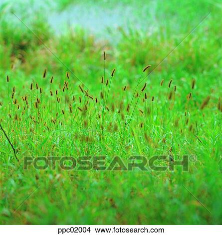 field, plant, landscape, nature, noon View Large Photo Image Picture - field, plant, landscape, nature, noon. Fotosearch