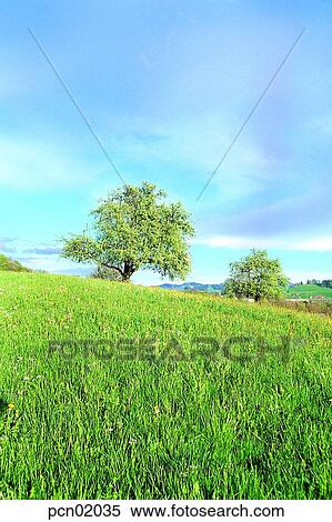 Stock Photography - field, tree, maple, sky, nature, landscape, country. Fotosearch