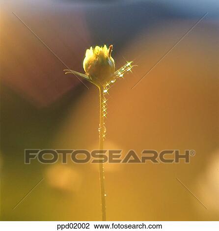 flower, bud, plant, dew, dew, water, landscape View Large Photo Image Stock Image - flower, bud, plant, dew, dew, water, landscape. Fotosearch