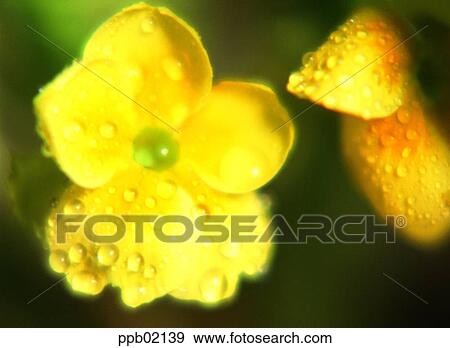 flower, dew, water, dew, tree, plant, landscape View Large Photo Image Stock Photo - flower, dew, water, dew, tree, plant, landscape. Fotosearch