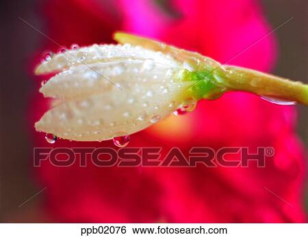 flower, flower, dew, water, dew, tree, plant View Large Photo Image Stock Photograph - flower, flower, dew, water, dew, tree, plant. Fotosearch