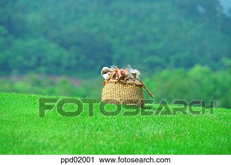 flower, plant, field, lawn, grass, landscape, nature View Large Photo Image Stock Image - flower, plant, field, lawn, grass, landscape, nature. Fotosearch