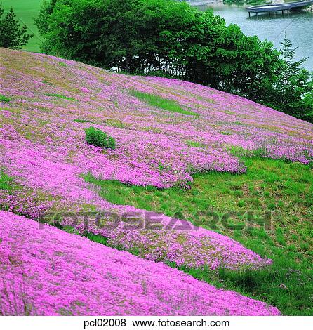 flower, spring, gardening, field, tree, plant View Large Photo Image Stock Photo - flower, spring, gardening, field, tree, plant. Fotosearch