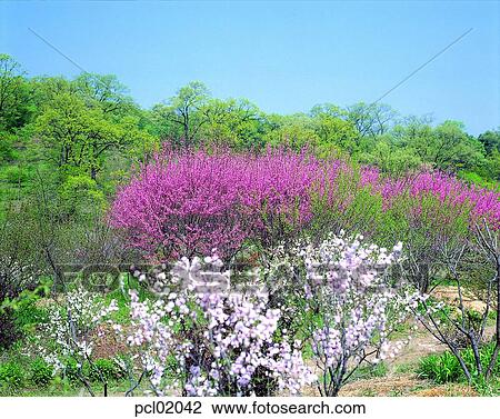 flower, tree, forest, plant, spring, season View Large Photo Image Stock Image - flower, tree, forest, plant, spring, season. Fotosearch