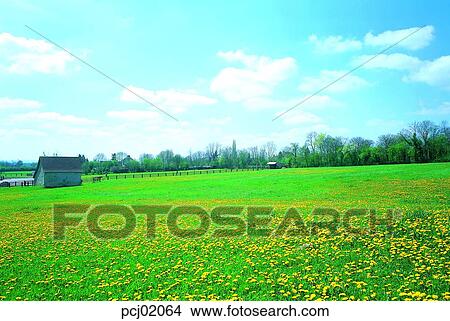 flower, wild flower, field, sky, cloud, nature View Large Photo Image Picture - flower, wild flower, field, sky, cloud, nature. Fotosearch