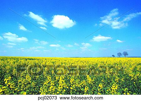 flower, wild flower, plant, field, grass, sky, cloud View Large Photo Image Stock Image - flower, wild flower, plant, field, grass, sky, cloud. Fotosearch