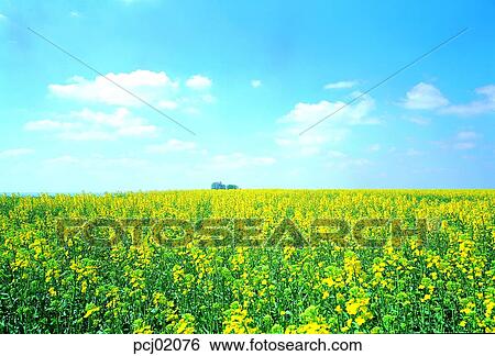 flower, wild flower, plant, field, grass, sky, cloud View Large Photo Image Stock Photograph - flower, wild flower, plant, field, grass, sky, cloud. Fotosearch