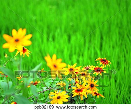 flower, wild flower, plant, tree, grass, plant, landscape View Large Photo Image Stock Photo - flower, wild flower, plant, tree, grass, plant, landscape. Fotosearch