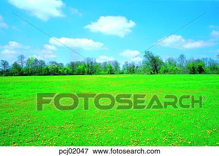 flower, wild flower, tree, sky, cloud, grass, farm View Large Photo Image Stock Photo - flower, wild flower, tree, sky, cloud, grass, farm. Fotosearch