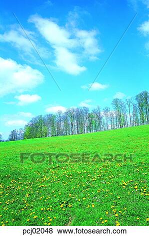 flower, wild flower, tree, sky, cloud, grass, farm View Large Photo Image Stock Photo - flower, wild flower, tree, sky, cloud, grass, farm. Fotosearch