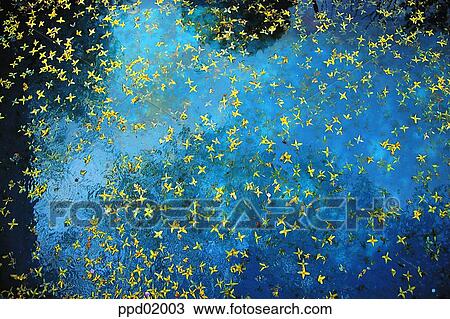 flowerleaf, forsythia, flowerleaf, flower, water, plant, lake View Large Photo Image Stock Image - flowerleaf, forsythia, flowerleaf, flower, water, plant, lake. Fotosearch