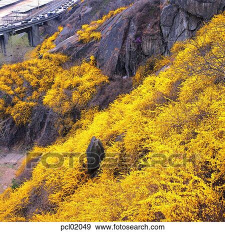 Stock Photo - forsythia, car, street, city, flower, plant, rock. Fotosearch