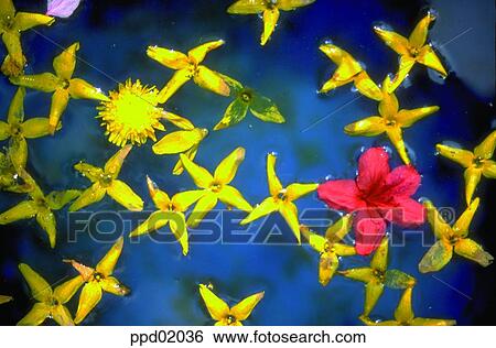 forsythia, dandelion, pond, water, flower, plant, lake View Large Photo Image Stock Photograph - forsythia, dandelion, pond, water, flower, plant, lake. Fotosearch