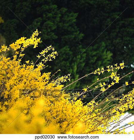 forsythia, flower, plant, tree, spring, season, landscape View Large Photo Image Stock Image - forsythia, flower, plant, tree, spring, season, landscape. Fotosearch