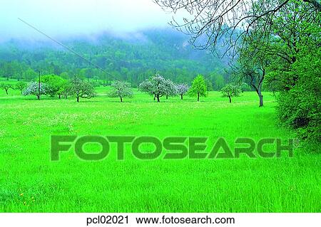 Stock Image - grass, flower, springflower, tree, field, spring, grass. Fotosearch
