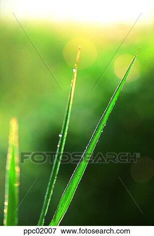 grassleaf, dew, water, dew, plant, morning, landscape View Large Photo Image Stock Photo - grassleaf, dew, water, dew, plant, morning, landscape. Fotosearch