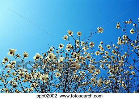 orchid, plant, flower, landscape, nature, noon View Large Photo Image Stock Image - orchid, plant, flower, landscape, nature, noon. Fotosearch