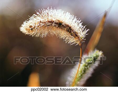plant, dew, water, dew, landscape, nature, noon View Large Photo Image Stock Image - plant, dew, water, dew, landscape, nature, noon. Fotosearch