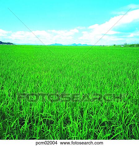rice, field, sky, cloud, mountain, summer, nature View Large Photo Image Picture - rice, field, sky, cloud, mountain, summer, nature. Fotosearch
